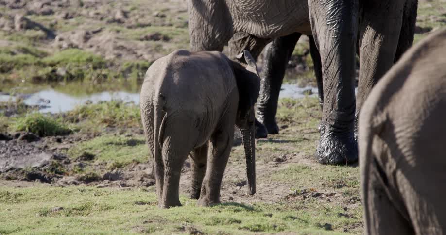 A young elephant walks away from the camera towards a group of larger elephants near a muddy watering hole