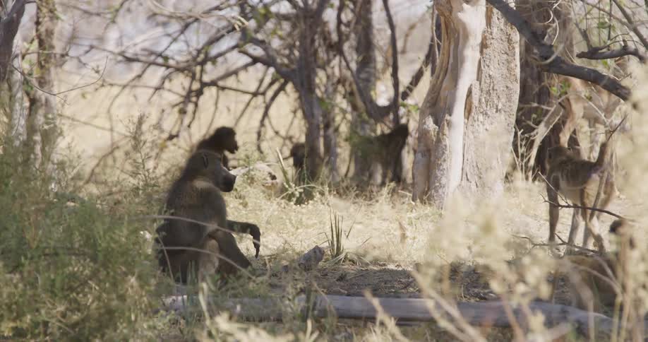 A baboon sits grooming itself while other baboons and impalas are visible in the background amongst sparse trees and dry brush
