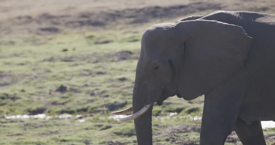 A large elephant stands over a small calf its trunk reaching down to the ground in a tender moment of connection