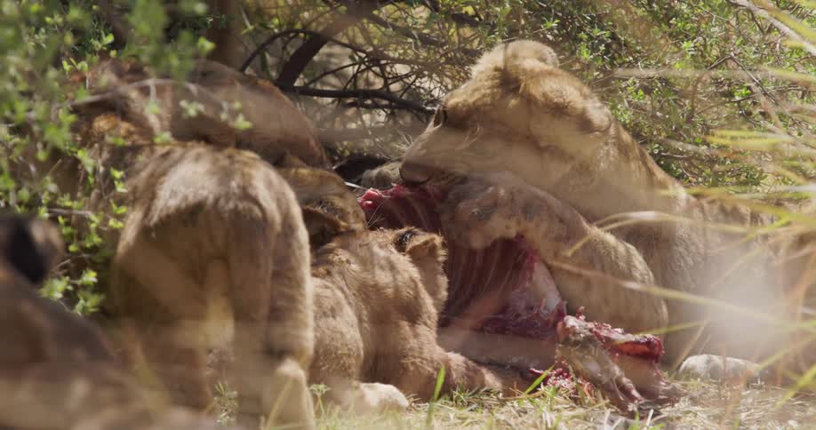 A clip of a lion and its cubs feeding