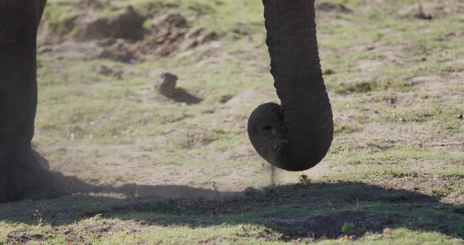 An elephants foot kicking up dust as it walks on the ground