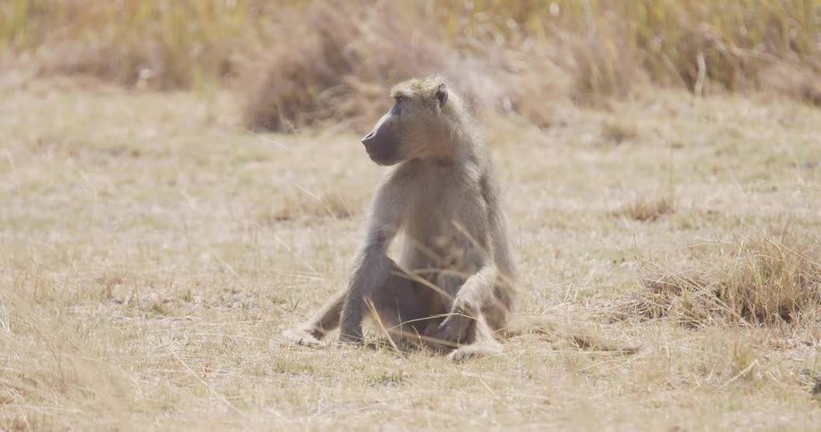 A baboon is sitting on the ground in a grassy field looking to the side