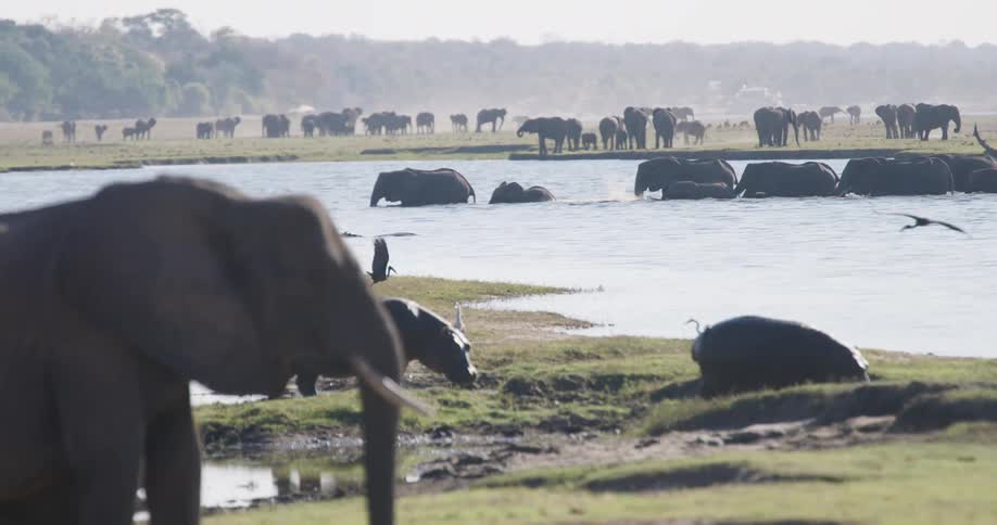 A herd of elephants crossing a lake in the african savannah with hippos nearby