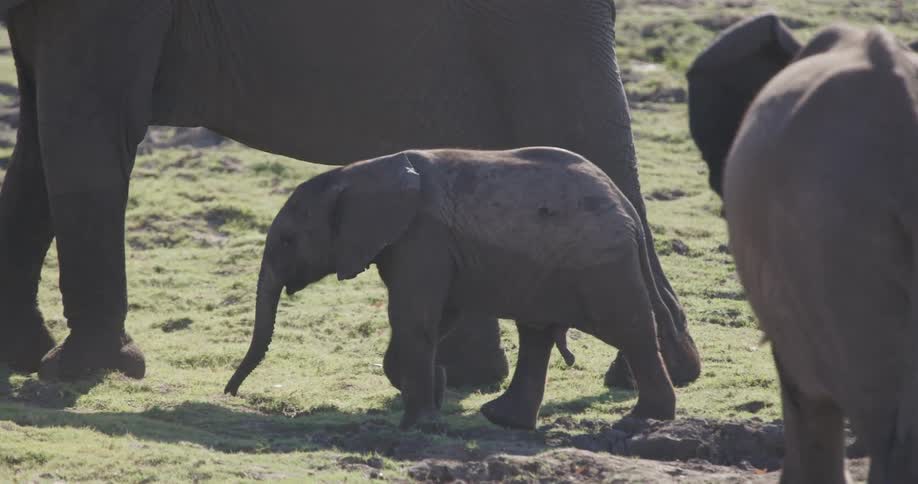 A baby elephant walks closely beside larger elephants on a grassy terrain