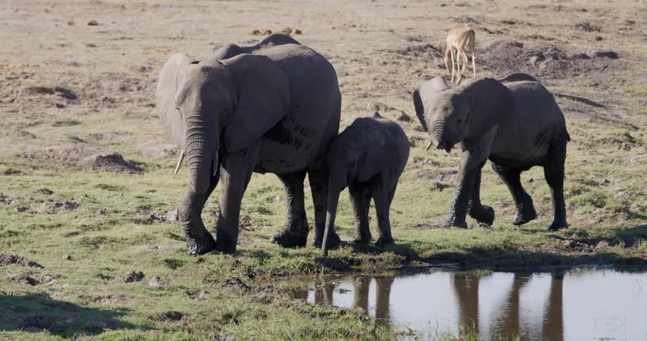 A trio of elephants including a tiny calf stand at the waters edge