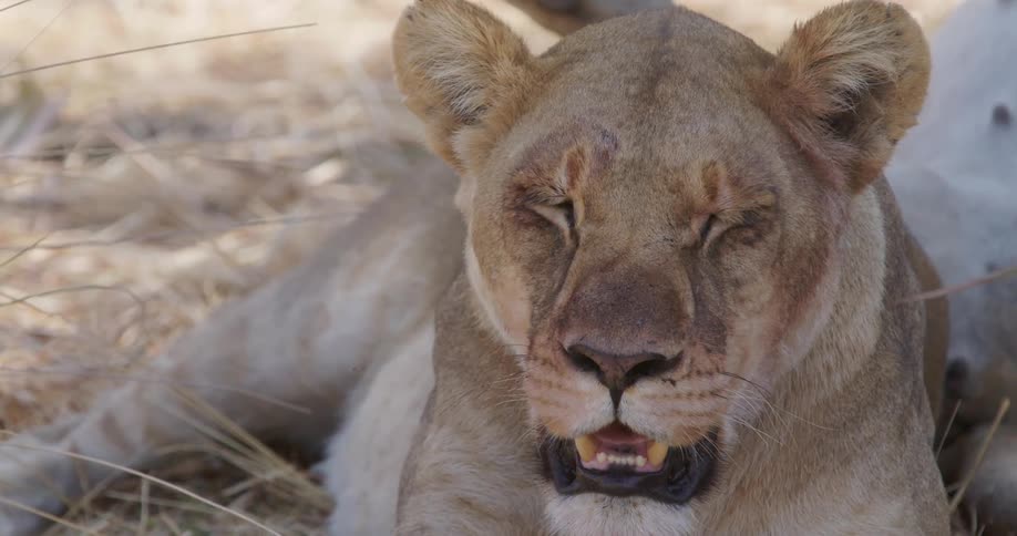 A lion is resting on the ground