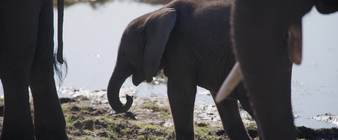 A small elephant next to two large elephants is using its trunk to scoop up water from the ground and eat it on the shore of a river