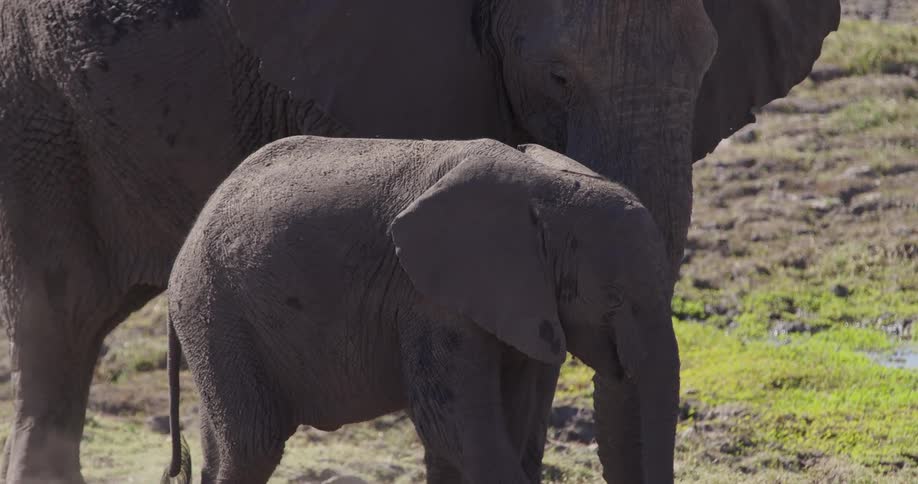 A baby elephant stands with its parent