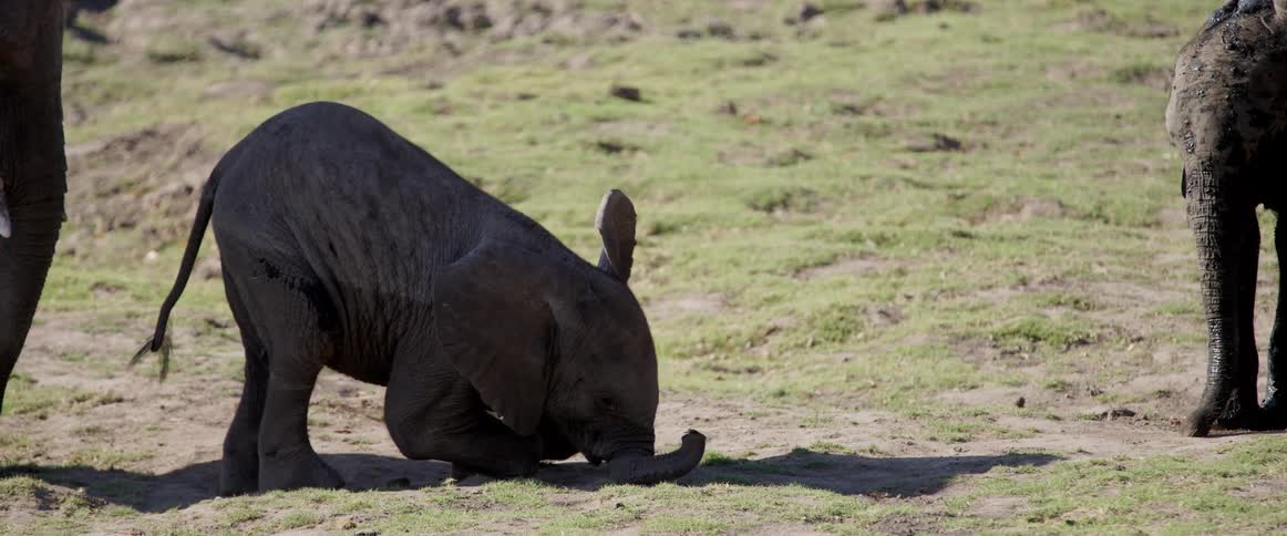 An elephant is lying on its side on a grassy field