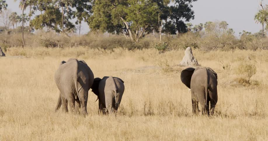 Three elephants walking through golden grass in a peaceful savanna