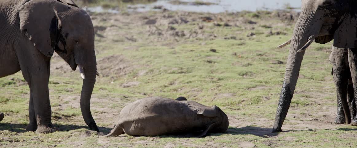 An elephant is lying on the ground while two other elephants stand nearby in the african savanna