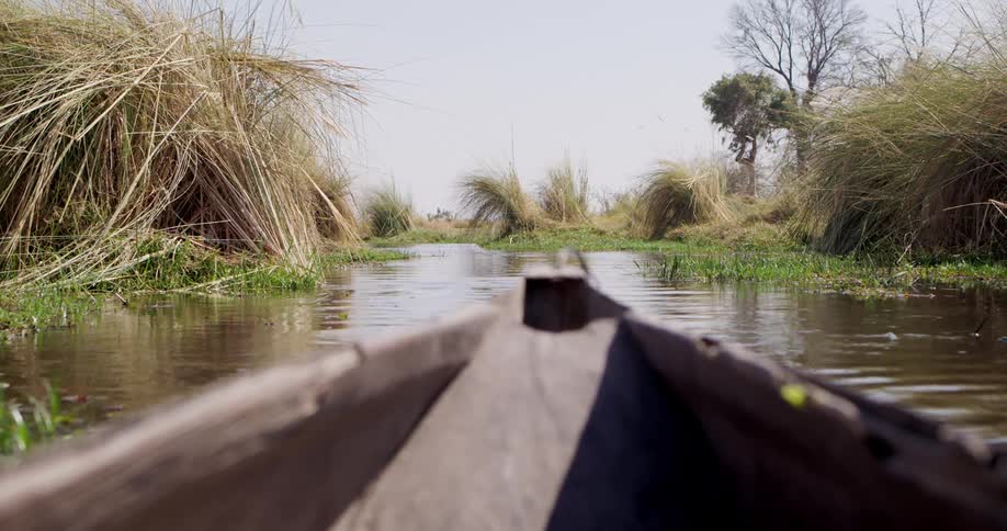 A small boat travels in the swamp