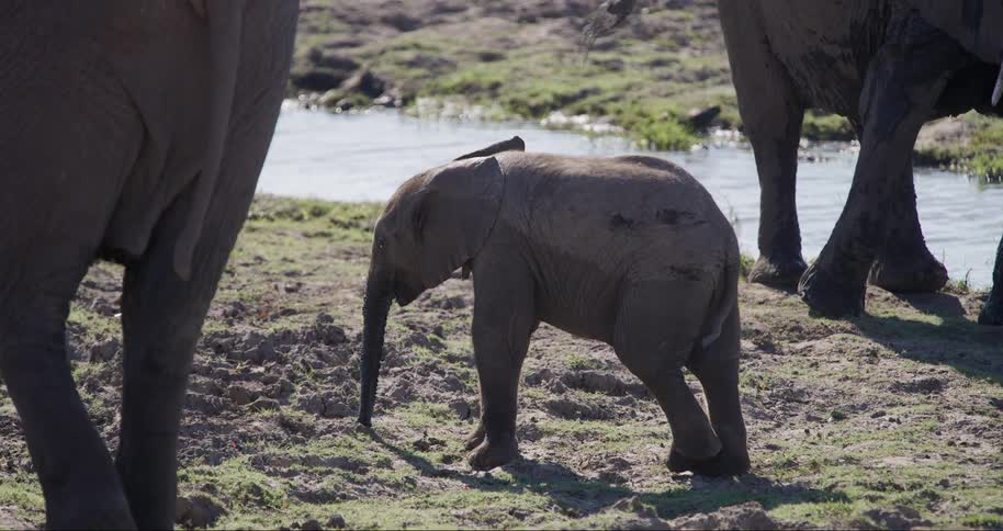 A young elephant stands near a waterhole with adult elephants nearby