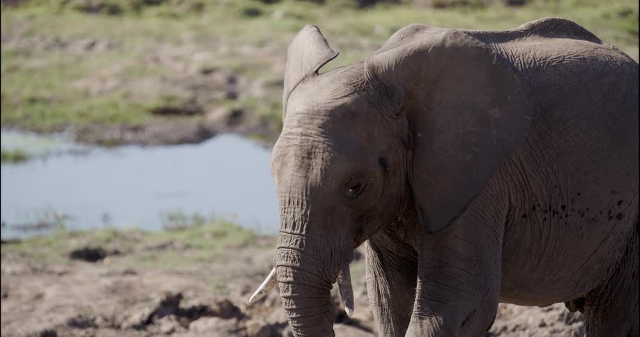 The elephant picks up dirt on the ground