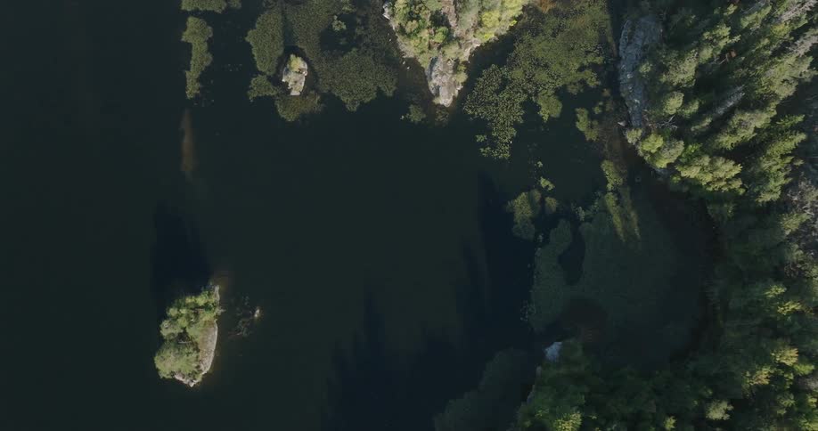 An aerial clip of a coastal part of a forest
