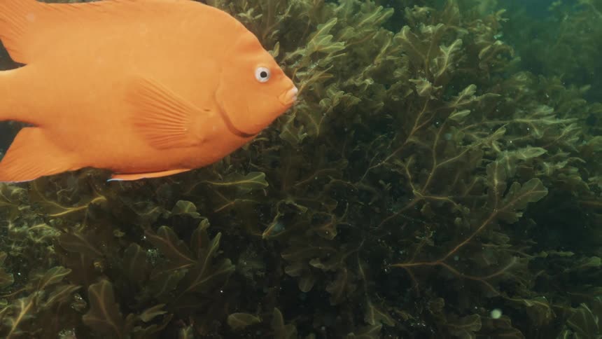 Orange fish swimming around seaweed