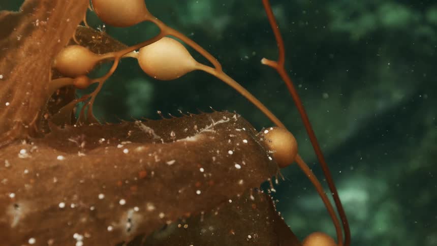 Close up of textured brown seaweed underwater