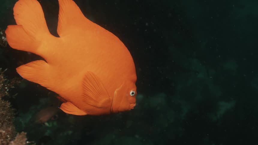 Orange fish swims underwater towards the seafloor