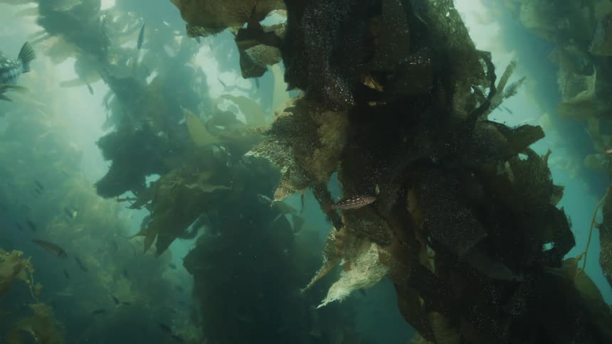 Fish swim among the kelp