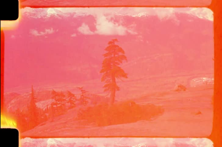 A pine tree stands alone on a grassy hill under the sky