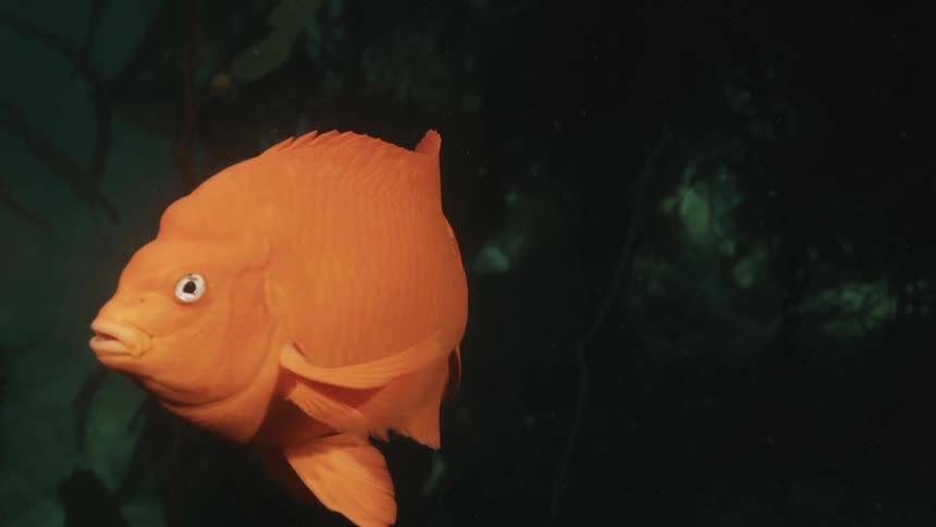 A bright orange garibaldi swims in an aquarium accompanied by a smaller fish and surrounded by swaying seaweed