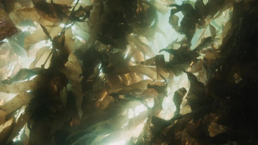 Inside the water bubbles amidst algae against the reflection of the sun