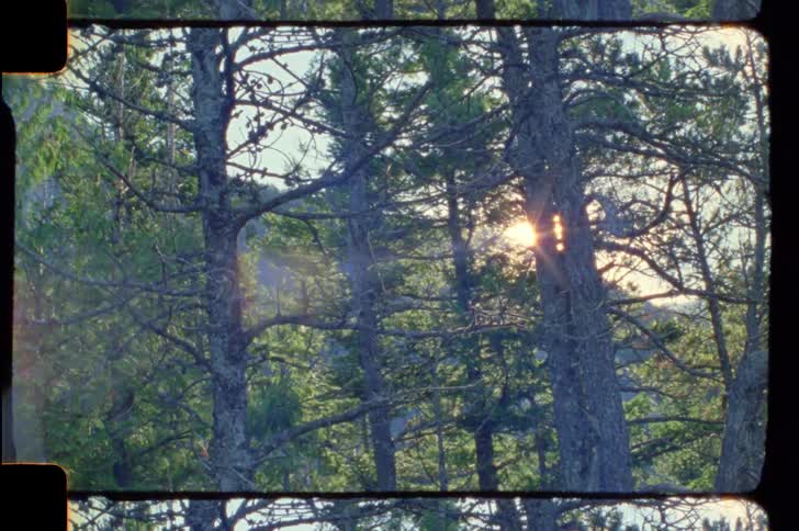 Sunlight peeking through dense green trees in a tranquil forest setting