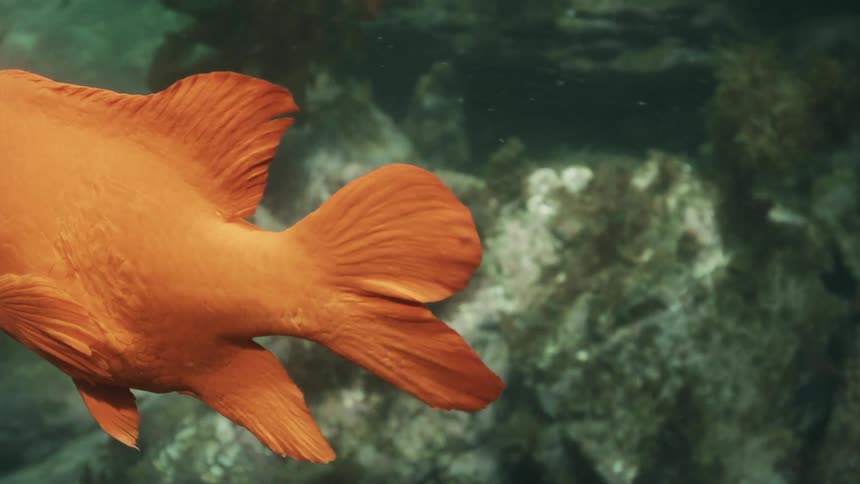 A bright orange fish swims in a kelp forest underwater