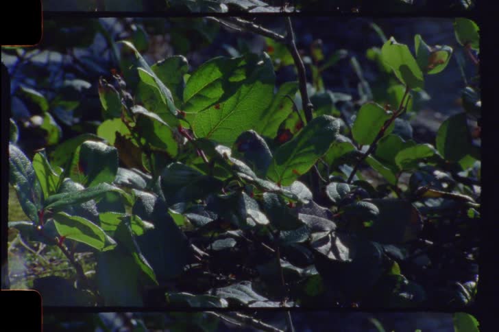 Close up of a green bush in a natural environment