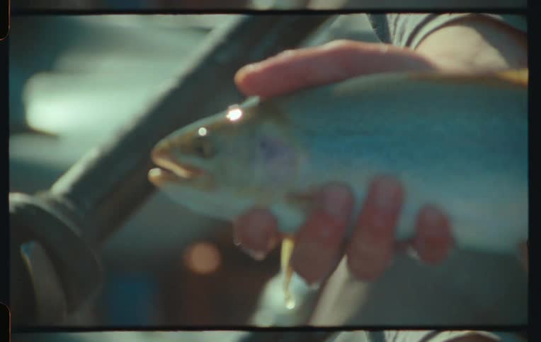 Pair of hands inside a boat holding a live fish
