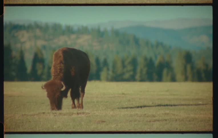 Lone american bison grazes in a field near forested hills