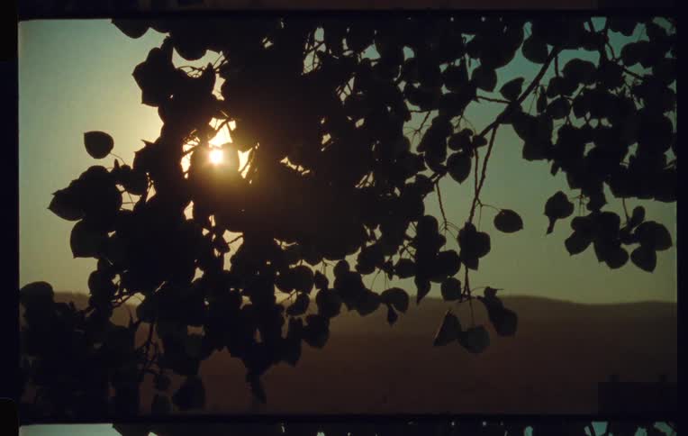 Reflection of the sun coloring the branch with green leaves of a tree