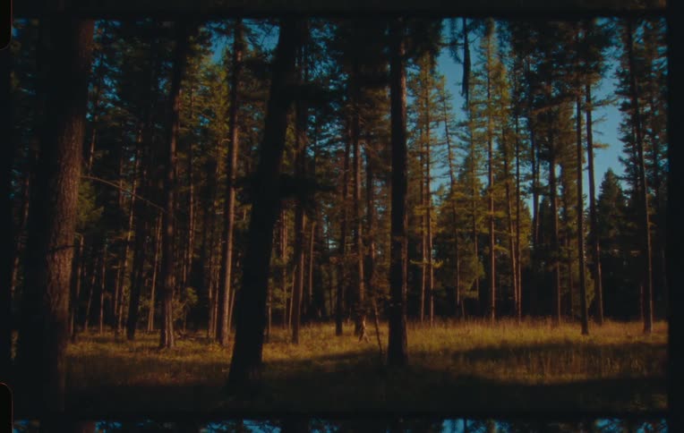 Person walks through a tall forest on a sunny day