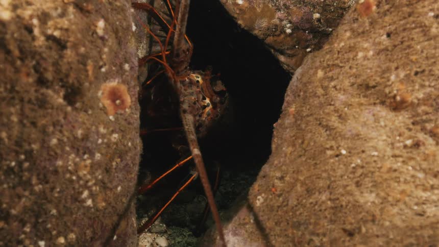 A crustacean peeks out of a rocky crevice