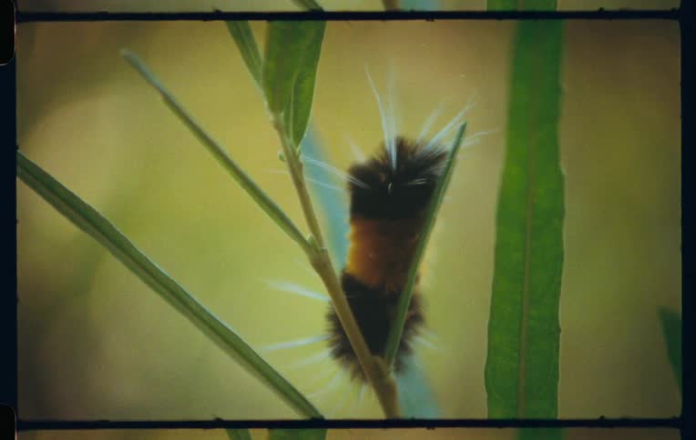 A hairy caterpillar sits on a leaf of a small plant