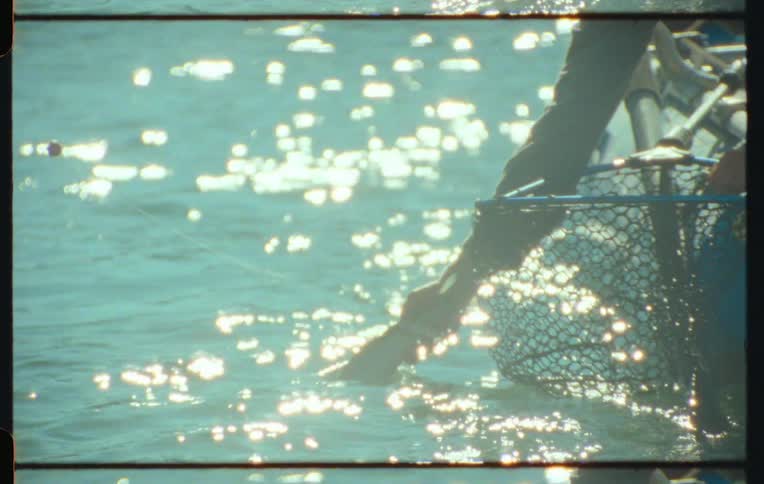 A hand releasing picking up a fish from net and releasing it in sparkling blue water under the sunlight