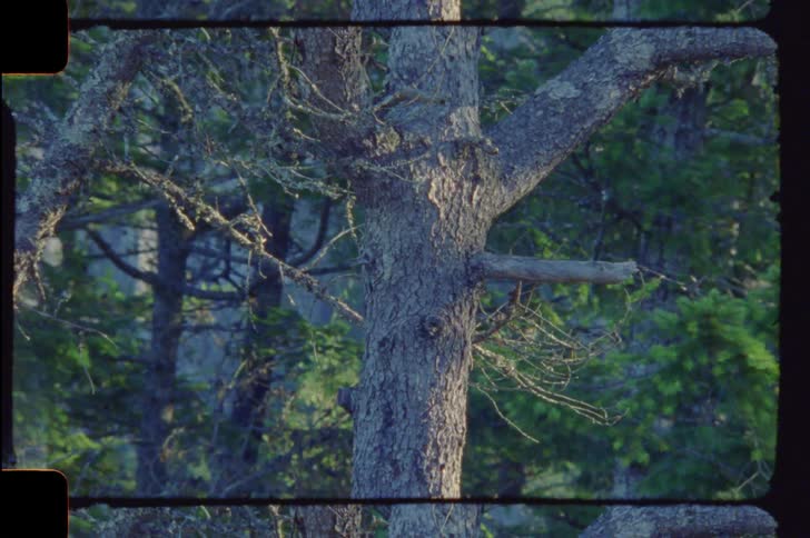 Dense trees of a forest