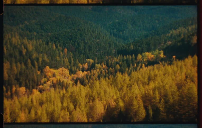 Aerial view of a large area covered with green and yellow pine trees