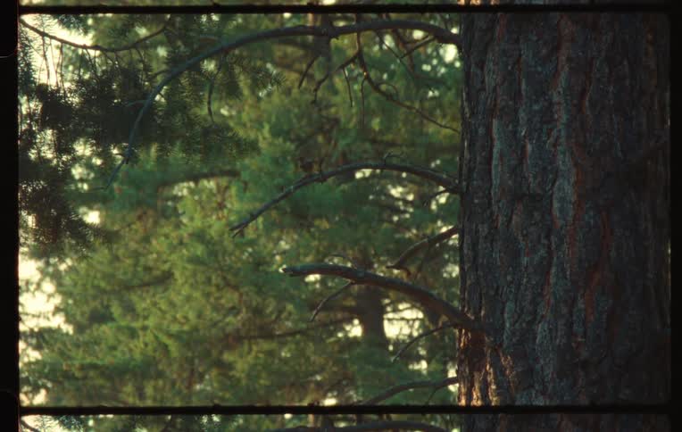 Tall green trees during the day