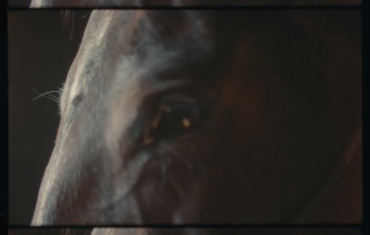 Closeup of a horse blinking slowly
