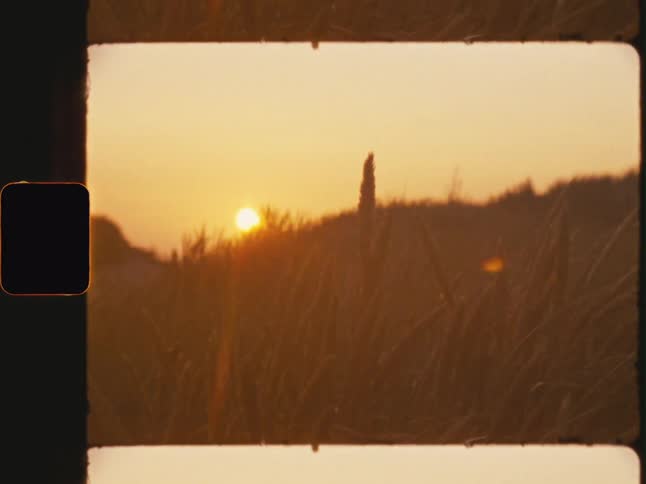 Reed field with dawn sun on the horizon