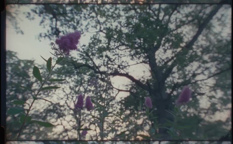 A clip of flowers in the forest