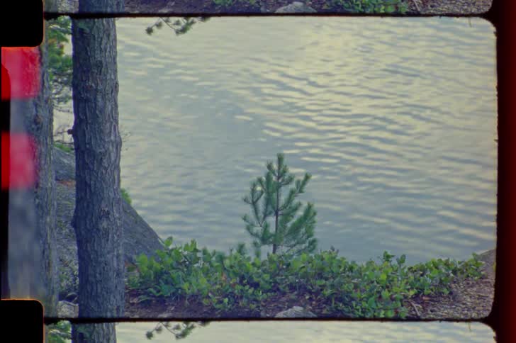 A small pine tree in front of a lake
