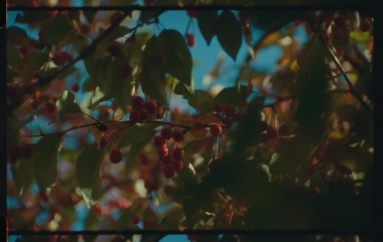 Tree branch with green leaves and red fruits against a blue sky background