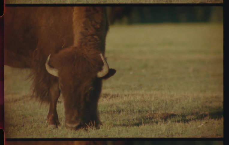 A clip of a buffalo grazing