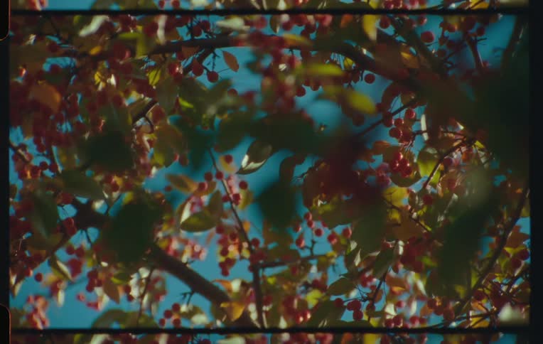 A clip of a cherry tree with fruits
