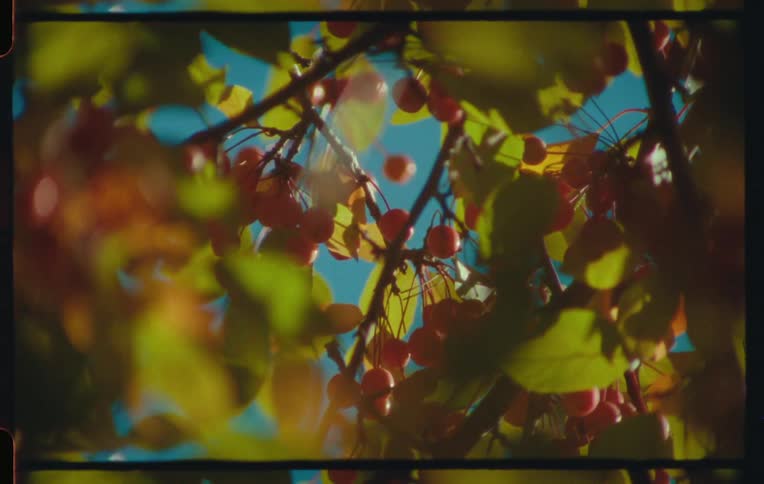 A close up of berries in a tree