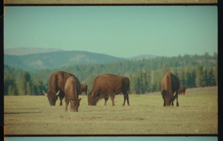 A small herd of bison graze
