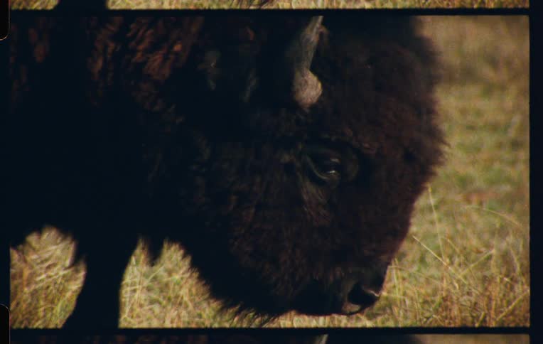A bison grazes on some grass