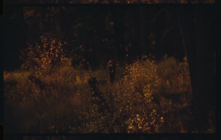 Woman taking a photo while standing in a forest in the late afternoon